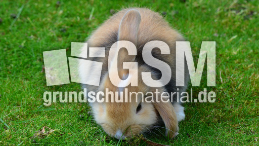 Widderkaninchen (18).jpg